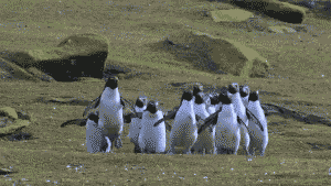 le papa pingouin 1