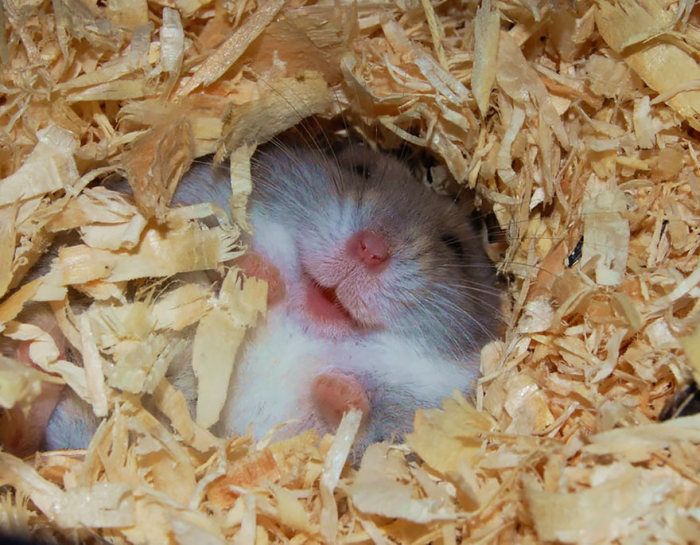 Une vie de Hamster