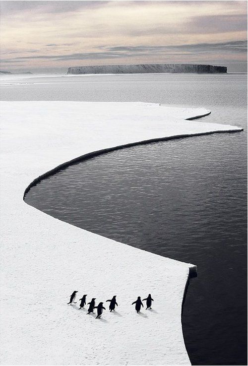 pingouins sur la glace