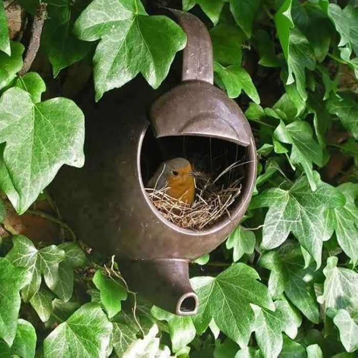 Птичьи гнезда в необычных местах