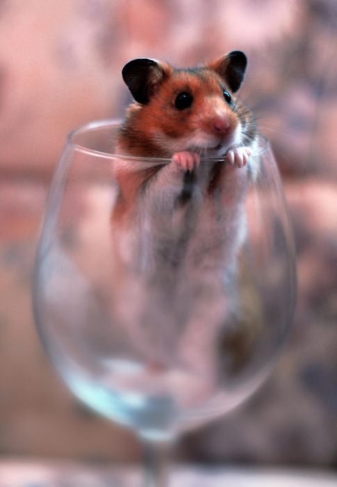 Une vie de Hamster)