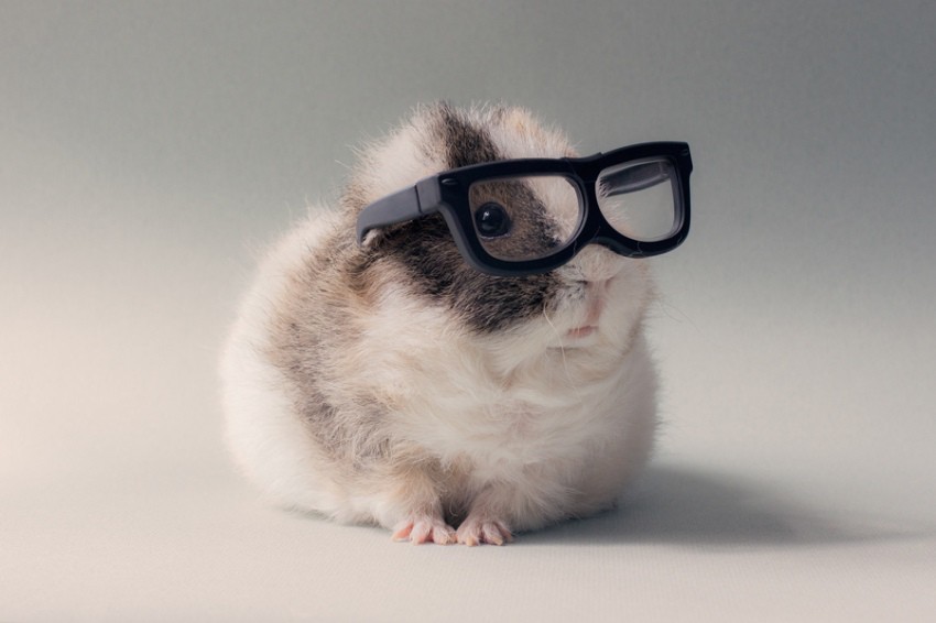 animaux a lunettes-01