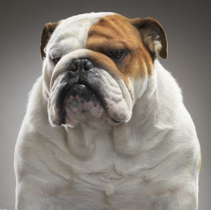 Удивительные портреты собак (15 фото)